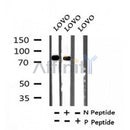 Western blot analysis of Phospho-STAT3 (Tyr539) in lysates of LOVO , using Phospho-STAT3 (Tyr539) Antibody(AF7300).