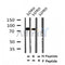 Western blot analysis of Phospho-STAT3 (Tyr539) in lysates of LOVO , using Phospho-STAT3 (Tyr539) Antibody(AF7300).