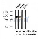 Western blot analysis of Phospho-STAT1 (Tyr68) in lysates of Jurkat , using Phospho-STAT1 (Tyr68) Antibody(AF7301).