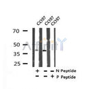 AF7305 at 1/100 staining human liver tissue sections by IHC-P. The tissue was formaldehyde fixed and a heat mediated antigen retrieval step in citrate buffer was performed. The tissue was then blocked and incubated with the antibody for 1.5 hours at 22¡ãC. An HRP conjugated goat anti-rabbit antibody was used as the secondary