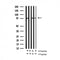 AF3230 staining NIH-3T3 by IF/ICC. The sample were fixed with PFA and permeabilized in 0.1% Triton X-100,then blocked in 10% serum for 45 minutes at 25¡ãC. The primary antibody was diluted at 1/200 and incubated with the sample for 1 hour at 37¡ãC. An  Alexa Fluor 594 conjugated goat anti-rabbit IgG (H+L) Ab, diluted at 1/600, was used as the secondary antibod