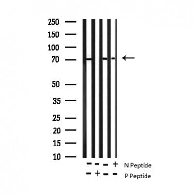 AF3230 staining NIH-3T3 by IF/ICC. The sample were fixed with PFA and permeabilized in 0.1% Triton X-100,then blocked in 10% serum for 45 minutes at 25¡ãC. The primary antibody was diluted at 1/200 and incubated with the sample for 1 hour at 37¡ãC. An  Alexa Fluor 594 conjugated goat anti-rabbit IgG (H+L) Ab, diluted at 1/600, was used as the secondary antibod