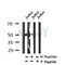 Western blot analysis of Phospho -Arrestin 1 (Tyr173) in lysates of Jurkat?, using Phospho -Arrestin 1 (Tyr173) Antibody(AF7310).