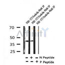AF7316 at 1/100 staining mouse spleen tissue sections by IHC-P. The tissue was formaldehyde fixed and a heat mediated antigen retrieval step in citrate buffer was performed. The tissue was then blocked and incubated with the antibody for 1.5 hours at 22¡ãC. An HRP conjugated goat anti-rabbit antibody was used as the secondary
