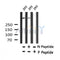 AF7317 at 1/100 staining human spleen tissue sections by IHC-P. The tissue was formaldehyde fixed and a heat mediated antigen retrieval step in citrate buffer was performed. The tissue was then blocked and incubated with the antibody for 1.5 hours at 22¡ãC. An HRP conjugated goat anti-rabbit antibody was used as the secondary
