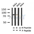 AF7318 at 1/100 staining mouse kidney tissue sections by IHC-P. The tissue was formaldehyde fixed and a heat mediated antigen retrieval step in citrate buffer was performed. The tissue was then blocked and incubated with the antibody for 1.5 hours at 22¡ãC. An HRP conjugated goat anti-rabbit antibody was used as the secondary