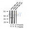 Western blot analysis of Phospho-MKK6 (Thr28) in lysates of MDA-MB-435, using Phospho-MKK6 (Thr28) Antibody(AF7320).