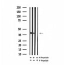 Western blot analysis of extracts of Rat testis tissue sample,using Phospho-EFNB1/2 (Tyr307) Antibody(AF7321).