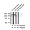 Western blot analysis of Phospho-ATP-Citrate Lyase (Ser447) in lysates of COS7 Calyculin 50nM 30', using Phospho-ATP-Citrate Lyase (Ser447) Antibody(AF7323).