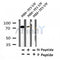 Western blot analysis of Phospho-LIMK2 (Ser293) in lysates of NIH-3T3 UV, using Phospho-LIMK2 (Ser293) Antibody(AF7324).