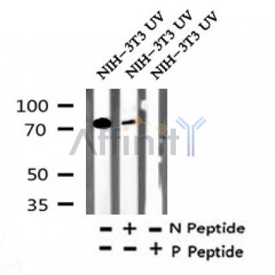 Western blot analysis of Phospho-LIMK2 (Ser293) in lysates of NIH-3T3 UV, using Phospho-LIMK2 (Ser293) Antibody(AF7324).
