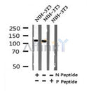 AF7326 at 1/100 staining human liver tissue sections by IHC-P. The tissue was formaldehyde fixed and a heat mediated antigen retrieval step in citrate buffer was performed. The tissue was then blocked and incubated with the antibody for 1.5 hours at 22¡ãC. An HRP conjugated goat anti-rabbit antibody was used as the secondary