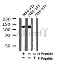 AF7327 at 1/100 staining human liver tissue sections by IHC-P. The tissue was formaldehyde fixed and a heat mediated antigen retrieval step in citrate buffer was performed. The tissue was then blocked and incubated with the antibody for 1.5 hours at 22¡ãC. An HRP conjugated goat anti-rabbit antibody was used as the secondary