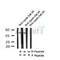 AF7329 at 1/100 staining rat heart tissue sections by IHC-P. The tissue was formaldehyde fixed and a heat mediated antigen retrieval step in citrate buffer was performed. The tissue was then blocked and incubated with the antibody for 1.5 hours at 22¡ãC. An HRP conjugated goat anti-rabbit antibody was used as the secondary
