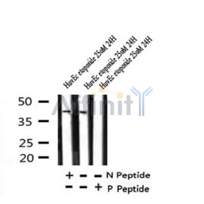 AF7329 at 1/100 staining rat heart tissue sections by IHC-P. The tissue was formaldehyde fixed and a heat mediated antigen retrieval step in citrate buffer was performed. The tissue was then blocked and incubated with the antibody for 1.5 hours at 22¡ãC. An HRP conjugated goat anti-rabbit antibody was used as the secondary