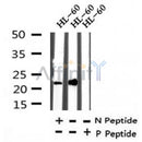 AF7330 at 1/100 staining human liver tissue sections by IHC-P. The tissue was formaldehyde fixed and a heat mediated antigen retrieval step in citrate buffer was performed. The tissue was then blocked and incubated with the antibody for 1.5 hours at 22¡ãC. An HRP conjugated goat anti-rabbit antibody was used as the secondary