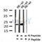AF7330 at 1/100 staining human liver tissue sections by IHC-P. The tissue was formaldehyde fixed and a heat mediated antigen retrieval step in citrate buffer was performed. The tissue was then blocked and incubated with the antibody for 1.5 hours at 22¡ãC. An HRP conjugated goat anti-rabbit antibody was used as the secondary