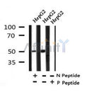 AF7332 at 1/100 staining human liver tissue sections by IHC-P. The tissue was formaldehyde fixed and a heat mediated antigen retrieval step in citrate buffer was performed. The tissue was then blocked and incubated with the antibody for 1.5 hours at 22¡ãC. An HRP conjugated goat anti-rabbit antibody was used as the secondary