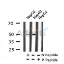 AF7333 at 1/100 staining human spleen tissue sections by IHC-P. The tissue was formaldehyde fixed and a heat mediated antigen retrieval step in citrate buffer was performed. The tissue was then blocked and incubated with the antibody for 1.5 hours at 22¡ãC. An HRP conjugated goat anti-rabbit antibody was used as the secondary