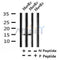 AF7335 at 1/100 staining rat kidney tissue sections by IHC-P. The tissue was formaldehyde fixed and a heat mediated antigen retrieval step in citrate buffer was performed. The tissue was then blocked and incubated with the antibody for 1.5 hours at 22¡ãC. An HRP conjugated goat anti-rabbit antibody was used as the secondary