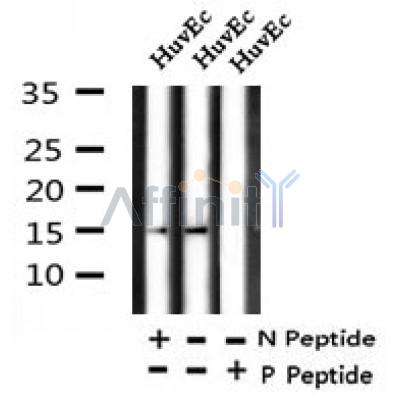 AF7335 at 1/100 staining rat kidney tissue sections by IHC-P. The tissue was formaldehyde fixed and a heat mediated antigen retrieval step in citrate buffer was performed. The tissue was then blocked and incubated with the antibody for 1.5 hours at 22¡ãC. An HRP conjugated goat anti-rabbit antibody was used as the secondary