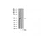 AF3233 staining HUVEC cells by ICC/IF. Cells were fixed with PFA and permeabilized in 0.1% saponin prior to blocking in 10% serum for 45 minutes at 37¡ãC. The primary antibody was diluted 1/400 and incubated with the sample for 1 hour at 37¡ãC. A  Alexa Fluor 594 conjugated goat polyclonal to rabbit IgG (H+L), diluted 1/600 was used as secondary antibod