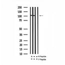 Western blot analysis of extracts of human brain? tissue sample,using Phospho-PSD95 (Tyr609) Antibody(AF7338).