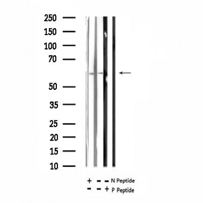AF7341 at 1/100 staining rat brain tissue sections by IHC-P. The tissue was formaldehyde fixed and a heat mediated antigen retrieval step in citrate buffer was performed. The tissue was then blocked and incubated with the antibody for 1.5 hours at 22¡ãC. An HRP conjugated goat anti-rabbit antibody was used as the secondary
