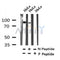 Western blot analysis of Phospho-PKC  (Thr710) in lysates of HeLa , using Phospho-PKC  (Thr710) Antibody(AF7345).