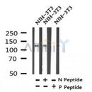AF7348 at 1/100 staining human liver tissue sections by IHC-P. The tissue was formaldehyde fixed and a heat mediated antigen retrieval step in citrate buffer was performed. The tissue was then blocked and incubated with the antibody for 1.5 hours at 22¡ãC. An HRP conjugated goat anti-rabbit antibody was used as the secondary