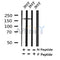Western blot analysis of Phospho-eIF4G (Ser1147) in lysates of 293T?, using Phospho-eIF4G (Ser1147) Antibody(AF7349).