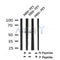 Western blot analysis of Phospho-CTDSPL2 (Ser9) in lysates of NIH-3T3, using Phospho-CTDSPL2 (Ser9) Antibody(AF7352).