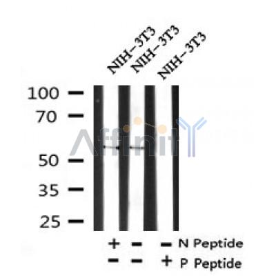 Western blot analysis of Phospho-CTDSPL2 (Ser9) in lysates of NIH-3T3, using Phospho-CTDSPL2 (Ser9) Antibody(AF7352).