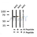 AF7353 at 1/100 staining human kidney tissue sections by IHC-P. The tissue was formaldehyde fixed and a heat mediated antigen retrieval step in citrate buffer was performed. The tissue was then blocked and incubated with the antibody for 1.5 hours at 22¡ãC. An HRP conjugated goat anti-rabbit antibody was used as the secondary