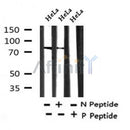 AF7354 at 1/100 staining rat heart tissue sections by IHC-P. The tissue was formaldehyde fixed and a heat mediated antigen retrieval step in citrate buffer was performed. The tissue was then blocked and incubated with the antibody for 1.5 hours at 22¡ãC. An HRP conjugated goat anti-rabbit antibody was used as the secondary