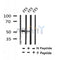 Western blot analysis of Phospho-MEF2C (S396) in lysates of 3T3  , using Phospho-MEF2C (S396) Antibody(AF7356).