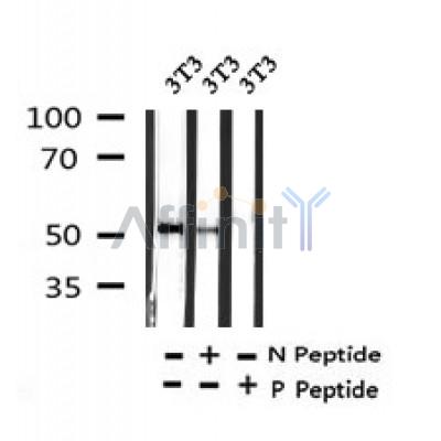 Western blot analysis of Phospho-MEF2C (S396) in lysates of 3T3  , using Phospho-MEF2C (S396) Antibody(AF7356).