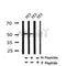 AF7357 at 1/100 staining rat kidney tissue sections by IHC-P. The tissue was formaldehyde fixed and a heat mediated antigen retrieval step in citrate buffer was performed. The tissue was then blocked and incubated with the antibody for 1.5 hours at 22¡ãC. An HRP conjugated goat anti-rabbit antibody was used as the secondary