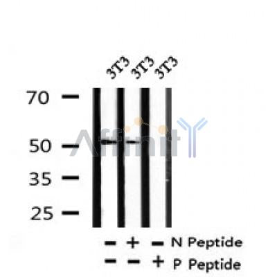 AF7357 at 1/100 staining rat kidney tissue sections by IHC-P. The tissue was formaldehyde fixed and a heat mediated antigen retrieval step in citrate buffer was performed. The tissue was then blocked and incubated with the antibody for 1.5 hours at 22¡ãC. An HRP conjugated goat anti-rabbit antibody was used as the secondary