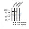 AF7360 at 1/100 staining mouse kidney tissue sections by IHC-P. The tissue was formaldehyde fixed and a heat mediated antigen retrieval step in citrate buffer was performed. The tissue was then blocked and incubated with the antibody for 1.5 hours at 22¡ãC. An HRP conjugated goat anti-rabbit antibody was used as the secondary