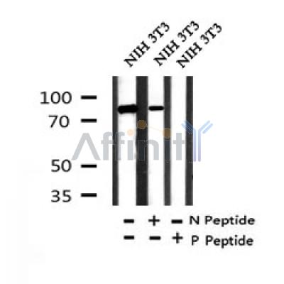 AF7360 at 1/100 staining mouse kidney tissue sections by IHC-P. The tissue was formaldehyde fixed and a heat mediated antigen retrieval step in citrate buffer was performed. The tissue was then blocked and incubated with the antibody for 1.5 hours at 22¡ãC. An HRP conjugated goat anti-rabbit antibody was used as the secondary
