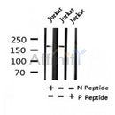 AF7368 at 1/100 staining rat brain tissue sections by IHC-P. The tissue was formaldehyde fixed and a heat mediated antigen retrieval step in citrate buffer was performed. The tissue was then blocked and incubated with the antibody for 1.5 hours at 22¡ãC. An HRP conjugated goat anti-rabbit antibody was used as the secondary