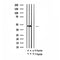 Western blot analysis of extracts of Human heart tissue sample,using Phospho-Skp2 (Thr417) Antibody(AF7369).