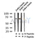 AF7370 at 1/100 staining human liver tissue sections by IHC-P. The tissue was formaldehyde fixed and a heat mediated antigen retrieval step in citrate buffer was performed. The tissue was then blocked and incubated with the antibody for 1.5 hours at 22¡ãC. An HRP conjugated goat anti-rabbit antibody was used as the secondary