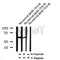 Western blot analysis of Phospho-SQSTM1/p62 (Ser266) in lysates of HeLa treated with 2¦ÌM MG-132 for 18h, using Phospho-SQSTM1/p62 (Ser266) Antibody(AF7375)
