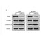 AF3237 staining A2780 by IF/ICC. The sample were fixed with PFA and permeabilized in 0.1% Triton X-100,then blocked in 10% serum for 45 minutes at 25¡ãC. The primary antibody was diluted at 1/200 and incubated with the sample for 1 hour at 37¡ãC. An  Alexa Fluor 594 conjugated goat anti-rabbit IgG (H+L) Ab, diluted at 1/600, was used as the secondary antibod