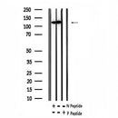 AF7383 at 1/100 staining human spleen tissue sections by IHC-P. The tissue was formaldehyde fixed and a heat mediated antigen retrieval step in citrate buffer was performed. The tissue was then blocked and incubated with the antibody for 1.5 hours at 22¡ãC. An HRP conjugated goat anti-rabbit antibody was used as the secondary