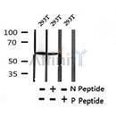 AF7385 at 1/100 staining rat lung tissue sections by IHC-P. The tissue was formaldehyde fixed and a heat mediated antigen retrieval step in citrate buffer was performed. The tissue was then blocked and incubated with the antibody for 1.5 hours at 22¡ãC. An HRP conjugated goat anti-rabbit antibody was used as the secondary