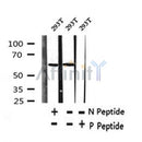 AF7386 at 1/100 staining human kidney tissue sections by IHC-P. The tissue was formaldehyde fixed and a heat mediated antigen retrieval step in citrate buffer was performed. The tissue was then blocked and incubated with the antibody for 1.5 hours at 22¡ãC. An HRP conjugated goat anti-rabbit antibody was used as the secondary