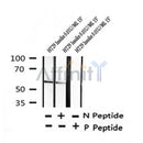AF7387 at 1/100 staining rat lung tissue sections by IHC-P. The tissue was formaldehyde fixed and a heat mediated antigen retrieval step in citrate buffer was performed. The tissue was then blocked and incubated with the antibody for 1.5 hours at 22¡ãC. An HRP conjugated goat anti-rabbit antibody was used as the secondary